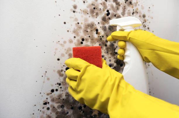 Best Kitchen Mold Remediation in Marks, MS